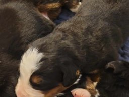 Puppy updates